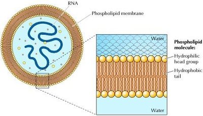 Diagram of a cell with phospholipid membrane and cross-section of bilayer