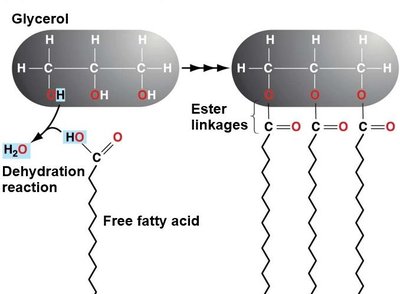 Cholesterol structure