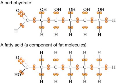 Comparison of carbohydrate and fatty acid structures