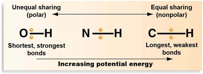 Bond strength and potential energy comparison