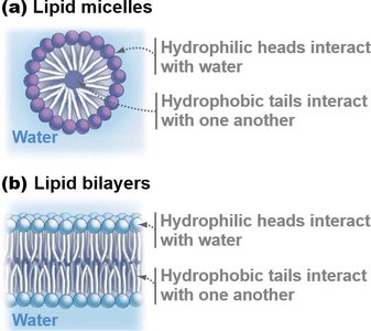 Lipid micelles and bilayers in water