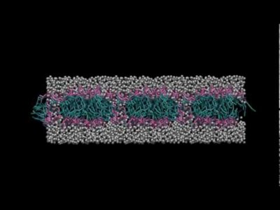Simulation of phospholipid bilayer in water