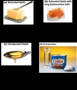 Examples of saturated and unsaturated lipids