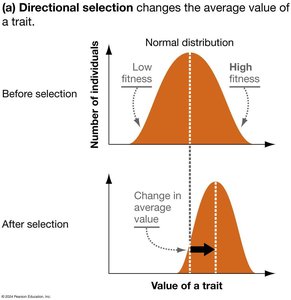 Genetic drift is more pronounced in small populations