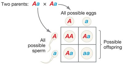 Mendelian genetics focuses on matings between two parents