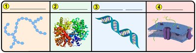 Examples of the four classes of biomolecules