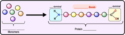 Formation of proteins from amino acid monomers