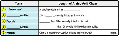 Table of protein-related terms