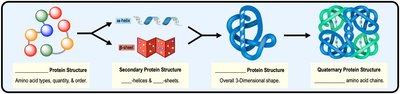 The four levels of protein structure
