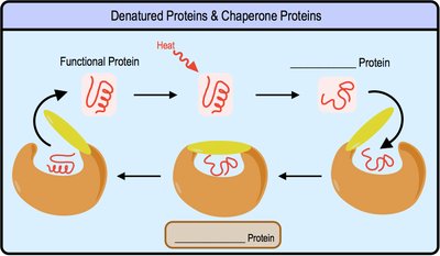 Protein denaturation and chaperone proteins