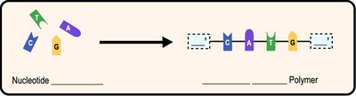 Formation of nucleic acids from nucleotide monomers
