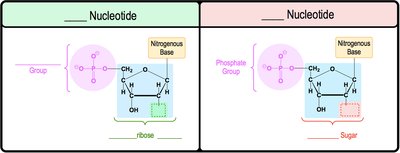 DNA vs. RNA nucleotides