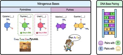 Nitrogenous bases and DNA base pairing
