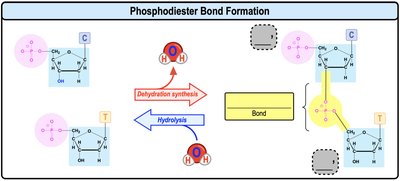 Phosphodiester bond formation