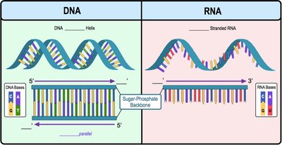 Structure of DNA and RNA