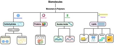 Map of the Lesson on Biomolecules