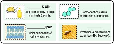 Types of lipids