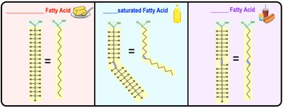 Saturated, unsaturated, and trans fatty acids