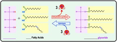 Formation of triglycerides from fatty acids and glycerol