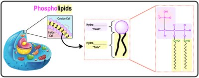 Phospholipid structure and membrane organization
