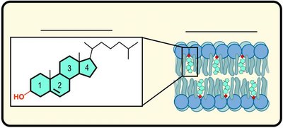 Steroid structure and membrane association