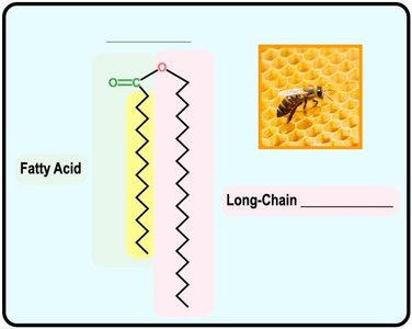 Wax structure and function
