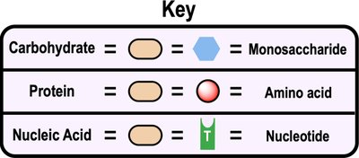 Key for monomers of carbohydrates, proteins, and nucleic acids