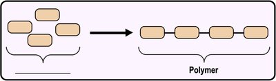 Monomers join to form polymers