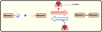 Dehydration synthesis and hydrolysis reactions