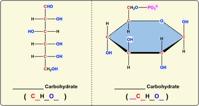 Simple and complex carbohydrate structures