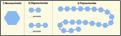 Monosaccharides, oligosaccharides, and polysaccharides