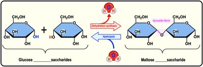 Formation of maltose from two glucose molecules
