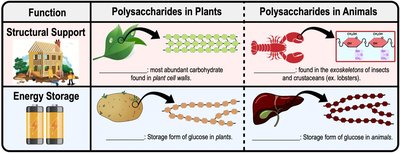 Polysaccharide functions in plants and animals