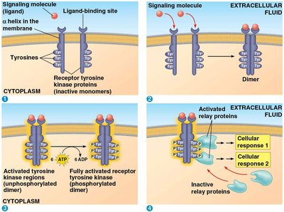 Receptor tyrosine kinase activation