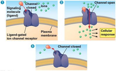 Ligand-gated ion channel mechanism