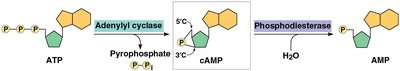 cAMP pathway and protein kinase A activation