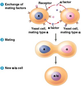 Yeast mating signal transduction pathway