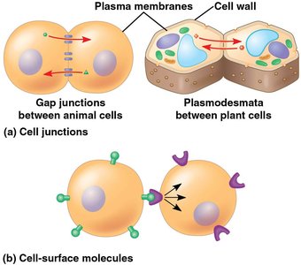 Cell junctions and cell-surface molecules in local signaling