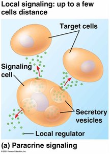 Paracrine signaling diagram
