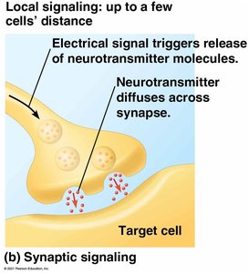 Synaptic signaling diagram