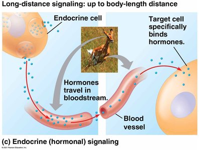Endocrine (hormonal) signaling diagram