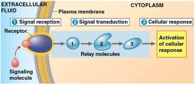 Three stages of cell signaling