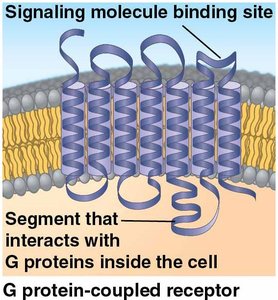 G protein-coupled receptor structure