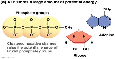 ATP structure and potential energy