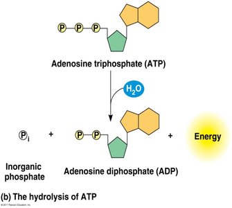 ATP hydrolysis and energy coupling
