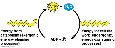 ATP cycle: energy from catabolism and for cellular work