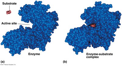 Enzyme and substrate binding