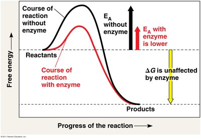 Enzyme lowers activation energy