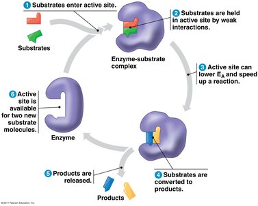 Enzyme mechanism: substrate binding and product release