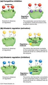 Competitive inhibition and allosteric regulation